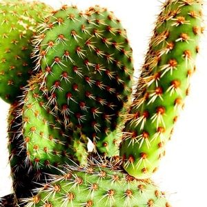 Meet your Posher, Shari